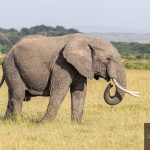 Going It Alone: Why Solo Safaris in Kenya Are Having a Moment