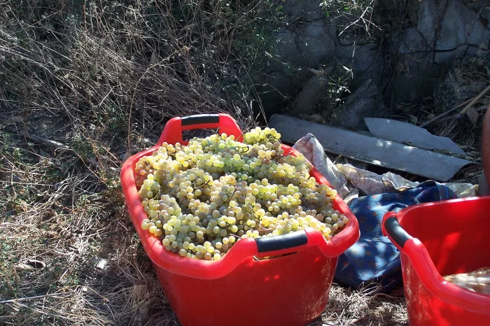 Rtveli — Wine Harvest in Kakheti (3 Days, September–October)