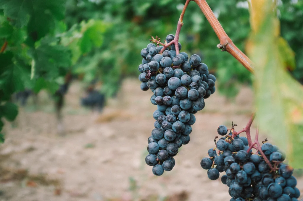 Askaneli Brothers — Close-up of ripe dark grape clusters hanging on the vine in the vineyard.