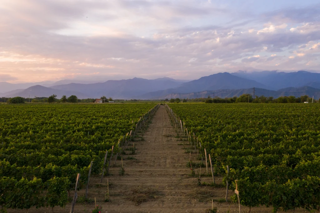 Askaneli Brothers — Vineyard rows stretch toward distant mountains under an evening sky at the estate.