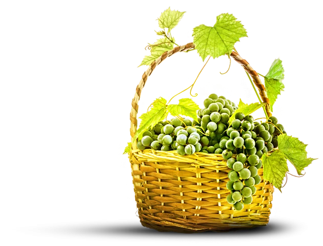 Baias Wine — Basket of fresh green grapes with vine leaves, representing the winery's produce.