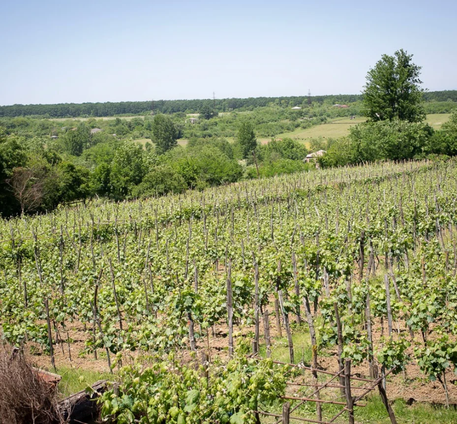 Baias Wine — Hillside vineyard with rows of vines and rural landscape in the distance.