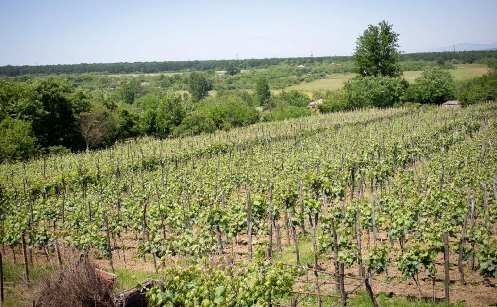 Baias Wine — Expansive vineyard rows overlooking a green valley under clear sky.