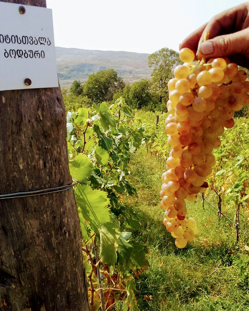 Gotsa Wines — Vineyard rows with ripe white grapes growing under open sky.