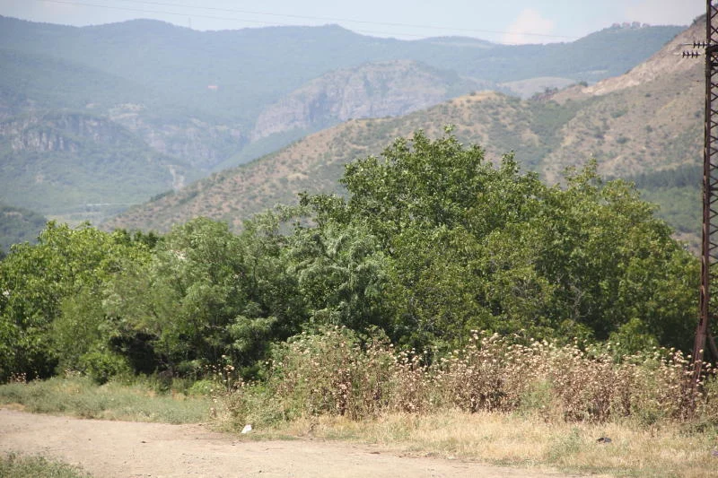 Gotsa Wines — Mountain and forested valley view surrounding the vineyard property.