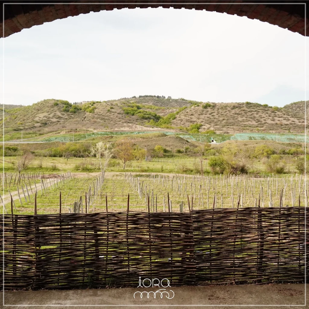 Iora Winery — Vineyard rows and hills seen through a stone archway at the winery.