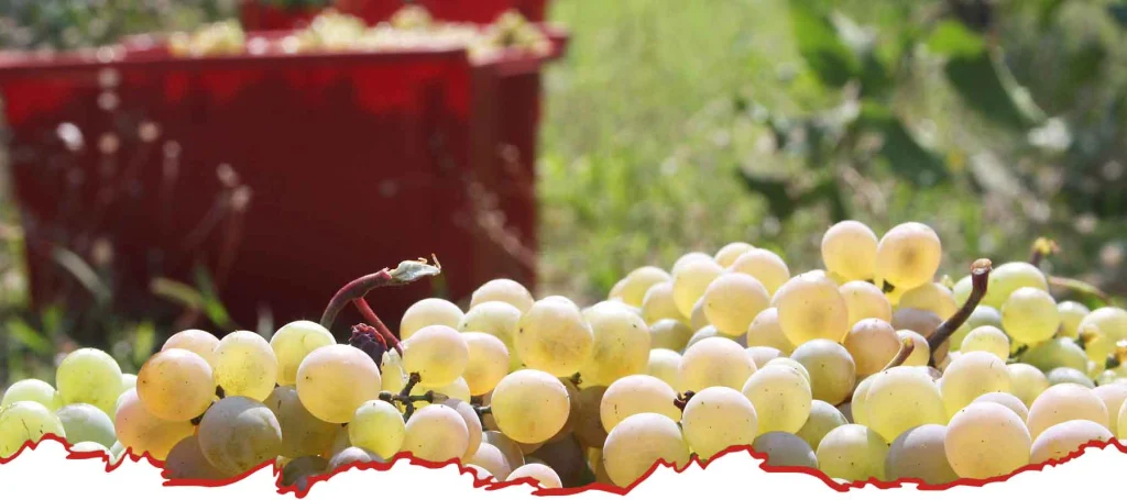Kerovani Winery — Freshly harvested white grapes piled near the vineyard at Kerovani Winery.