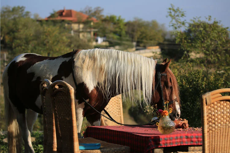 Lost Ridge Inn, Brewery and Ranch — A horse stands near an outdoor table with wicker chairs on the ranch grounds.
