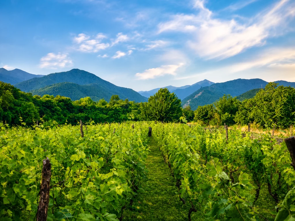 MIDAMO | Wine Village — Vineyard rows stretch toward forested mountains under a bright blue sky.