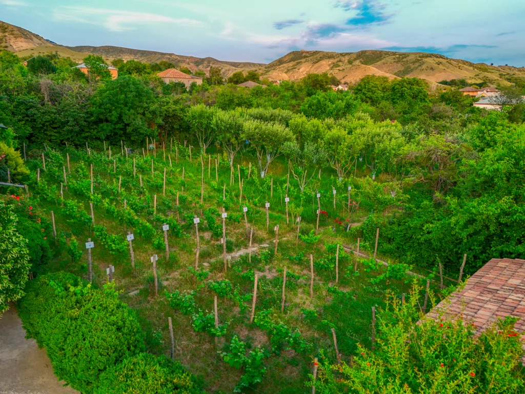 Merebashvili Estate — Scenic vineyard rows surrounded by greenery and hills near the property.