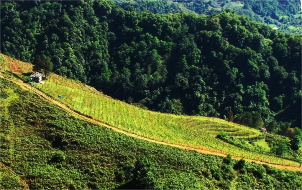 Zurab Topuridze Winery — Aerial view of terraced hillside vineyard rows surrounded by dense forest.
