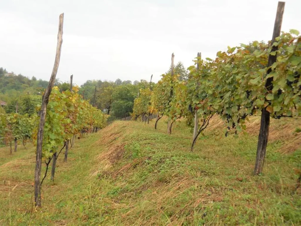 Zurab Topuridze Winery — Rows of grapevines on a gently sloped vineyard under an overcast sky.
