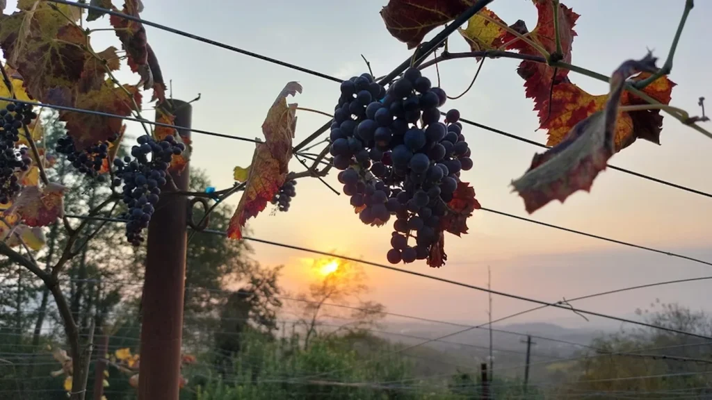Zurab Topuridze Winery — Close-up of ripe dark grape clusters on the vine at sunset.