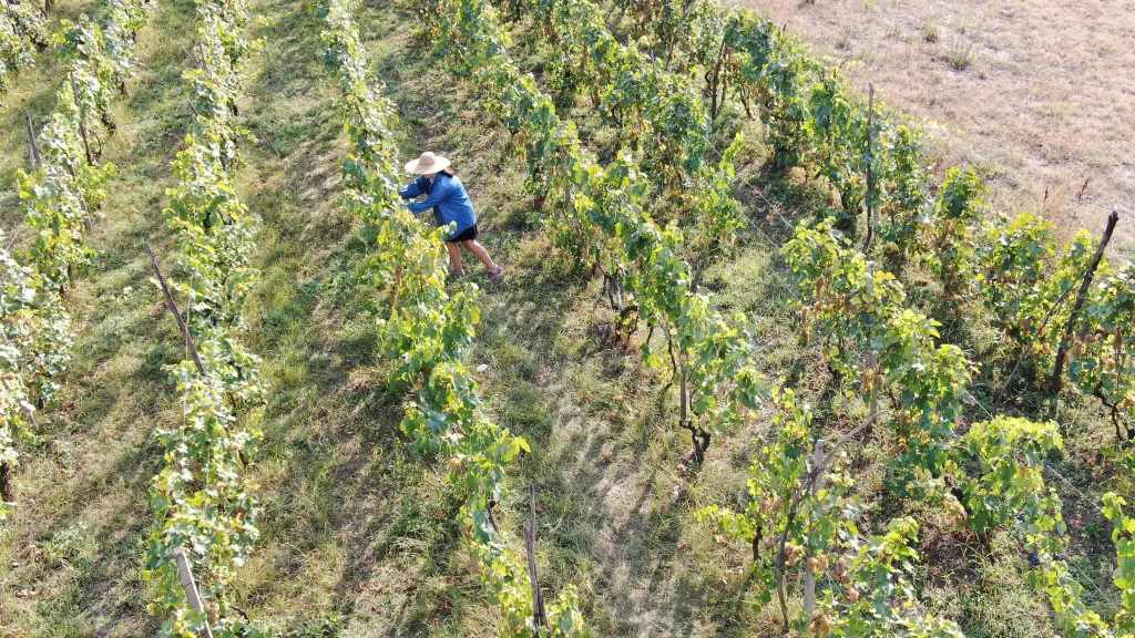 brothers cellar — Aerial view of a worker tending terraced vineyard rows on the hillside.