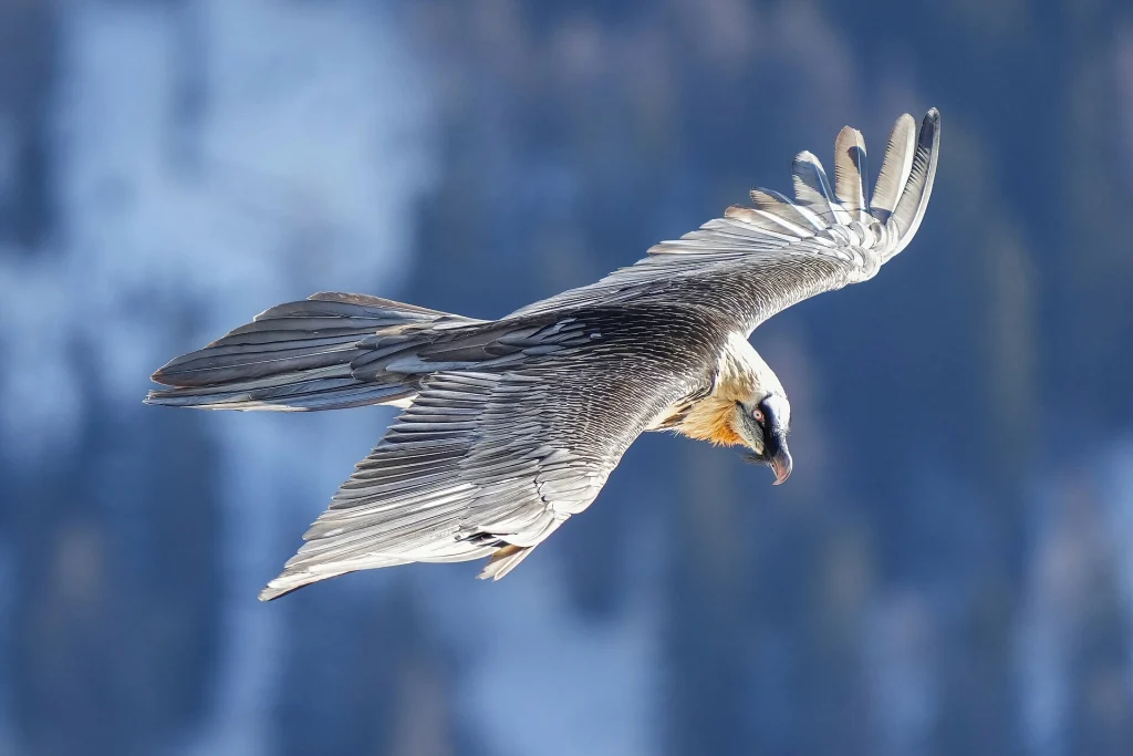 A bearded vulture in flight, one of the raptors hikers may spot over Georgian mountains.
