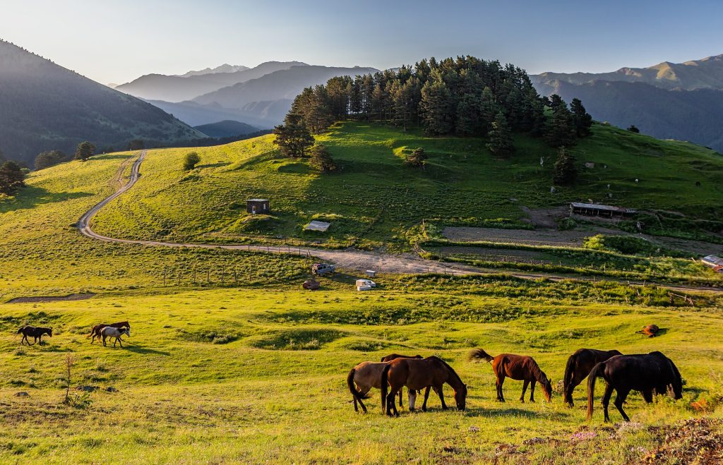 Horses graze in the green highland pastures above Omalo, heart of Tusheti's shepherd culture.