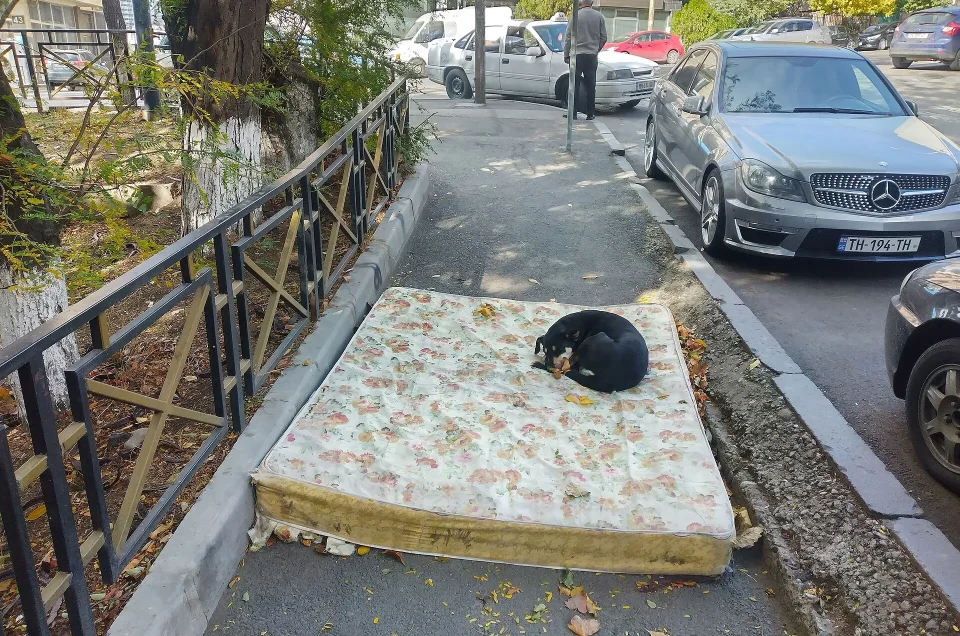 Travelling to Georgia with a dog or cat