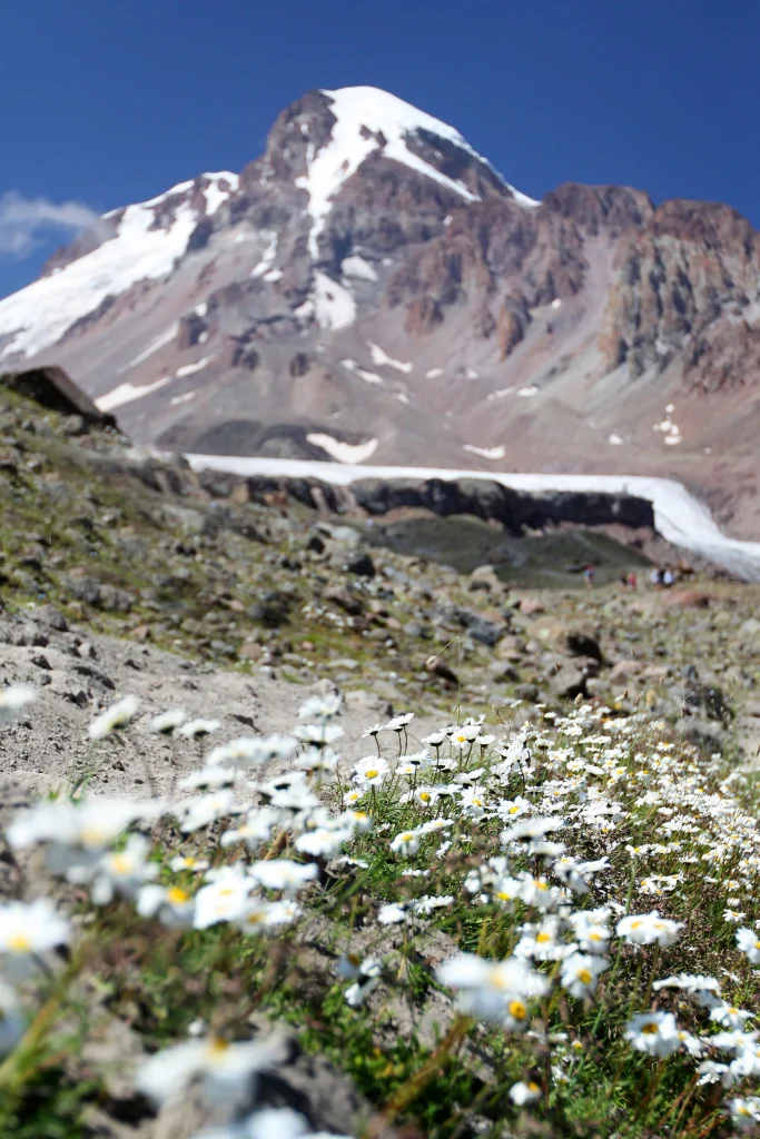 Mount Kazbek's snow-capped summit viewed from its lower slopes.