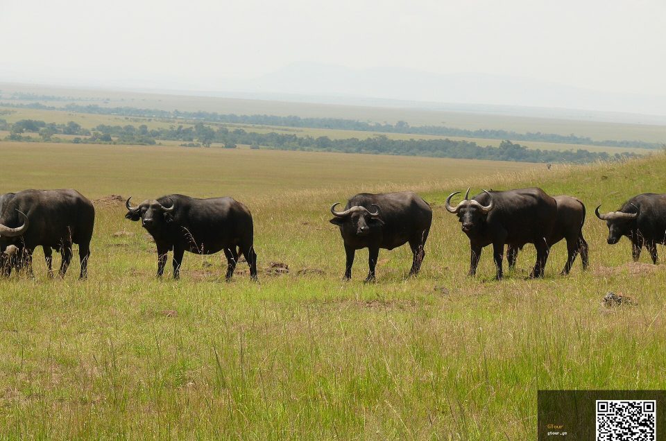 The Buffalo Herds That Shape Lion Behaviour in the Masai Mara