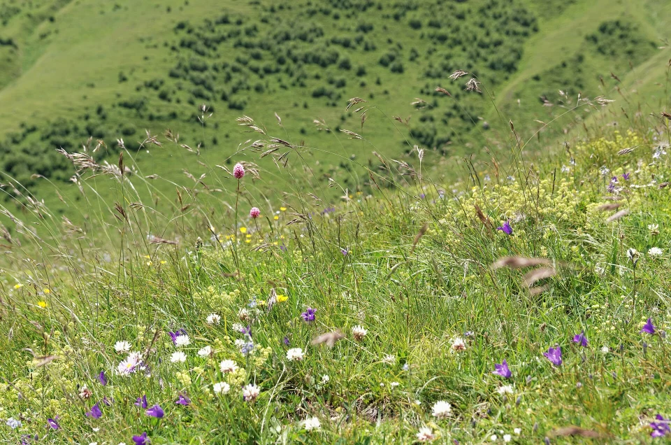 Wildflowers and alpine meadows in Georgia