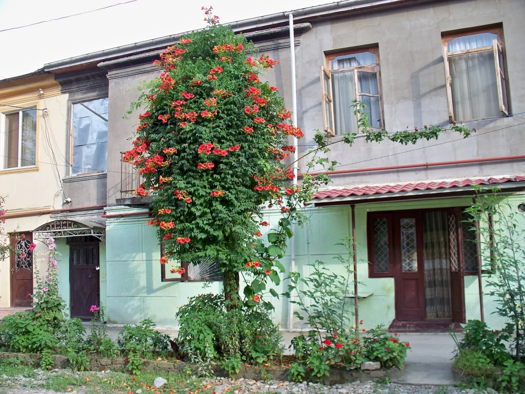A flowering street in Batumi, the Black Sea resort city crowded with holidaymakers in July.