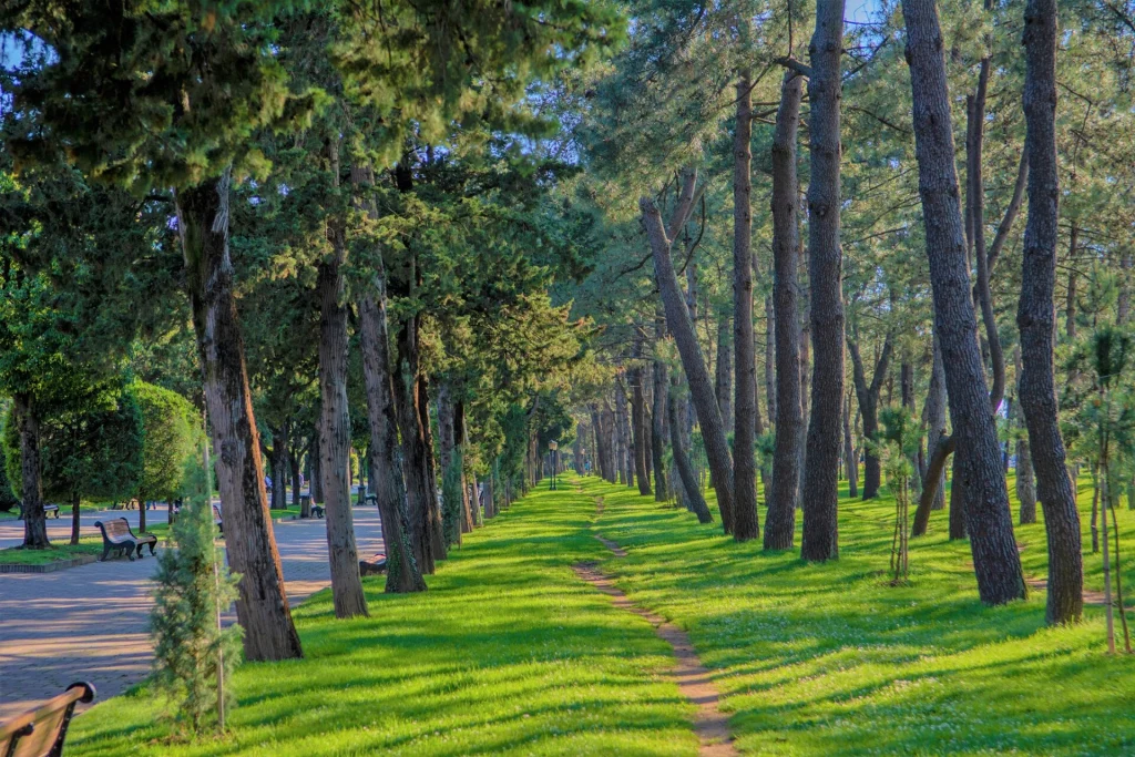 A shaded pine alley on Batumi's seaside Boulevard, the city's main promenade.