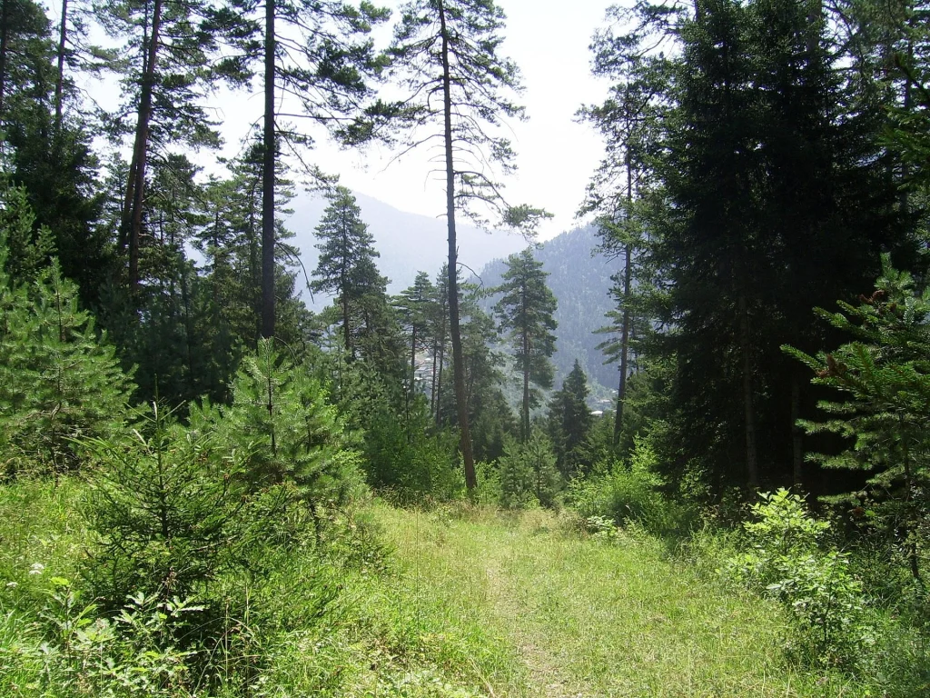 A forest trail winding through pine trees in Borjomi-Kharagauli National Park.