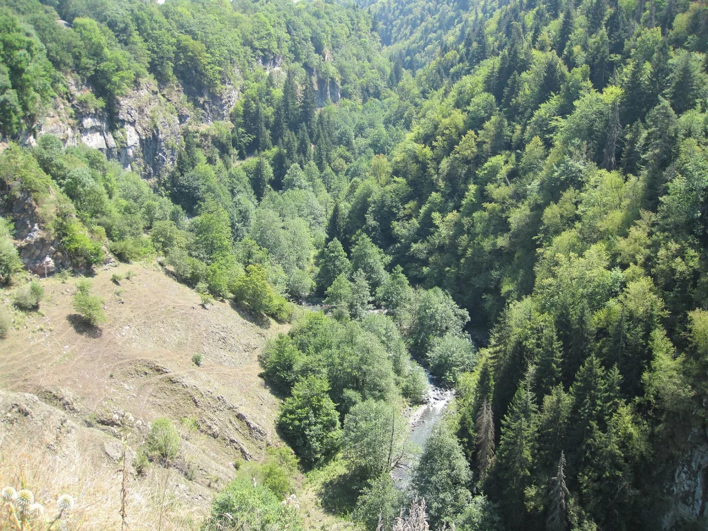 Lush forested valley and stream in Borjomi National Park, Georgia.