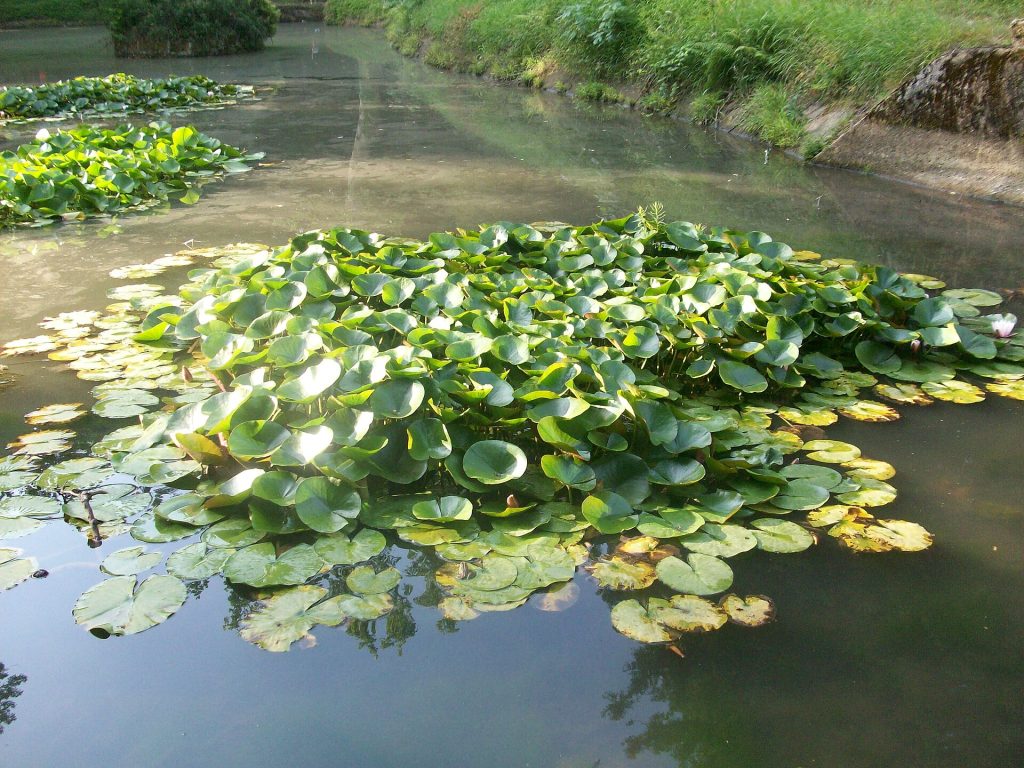 The Botanical Garden in Zugdidi, the lakeside venue hosting the Gemo Fest Samegrelo.