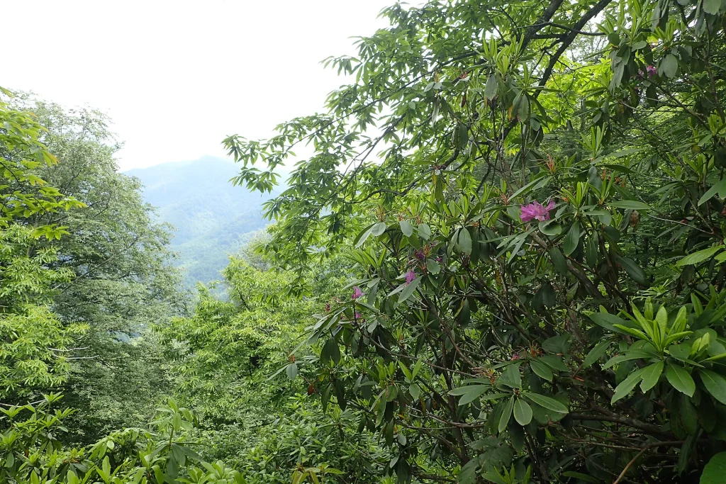 Rhododendron ponticum flowers in Mtirala National Park forest, Georgia.