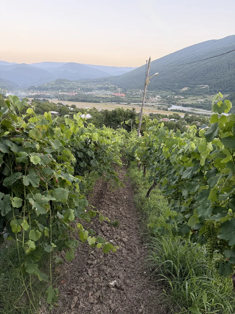 Rows of Aleksandrouli vines climb the Rioni valley near Ambrolauri in Racha, source of Khvanchkara wine.
