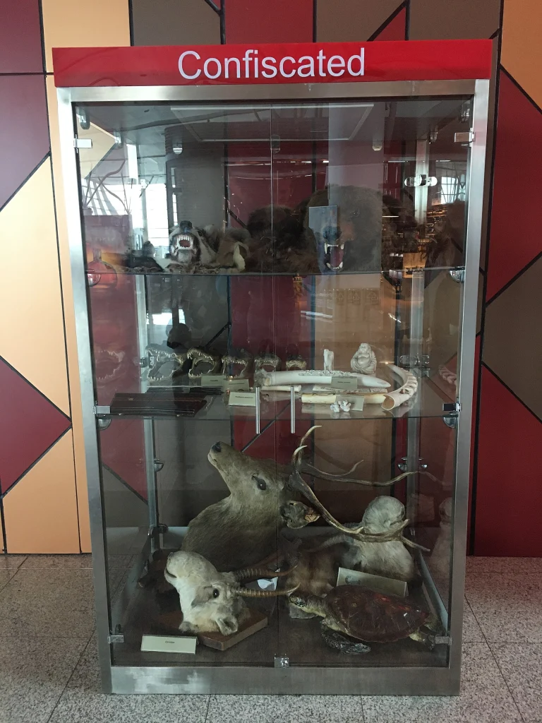 A confiscated wildlife-products display warns airport arrivals at Tbilisi International Airport.
