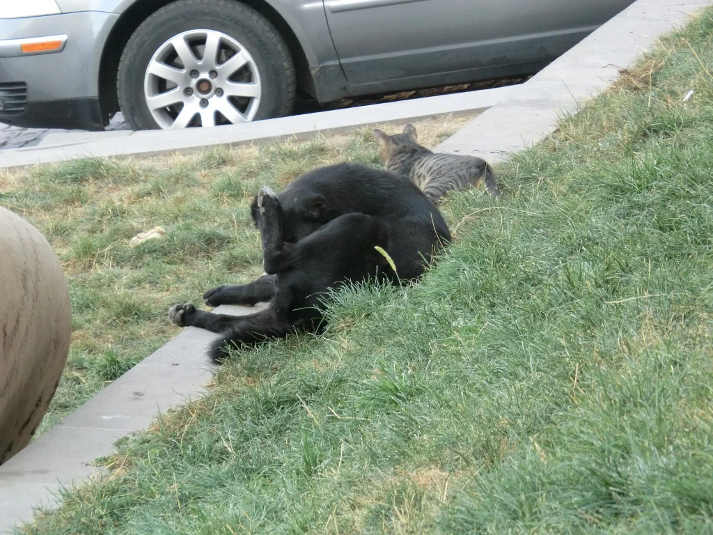 Stray cats rest on a grassy verge in Tbilisi's old town, typical of the city's street animals.