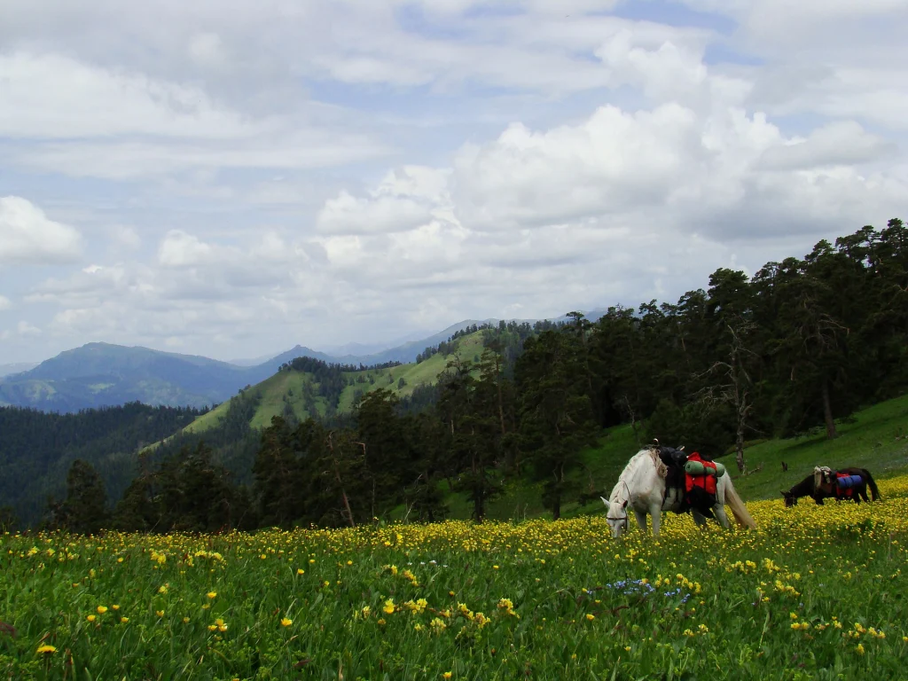 Pack horses graze in a flower-filled meadow on the Panorama trail with layered mountain views.