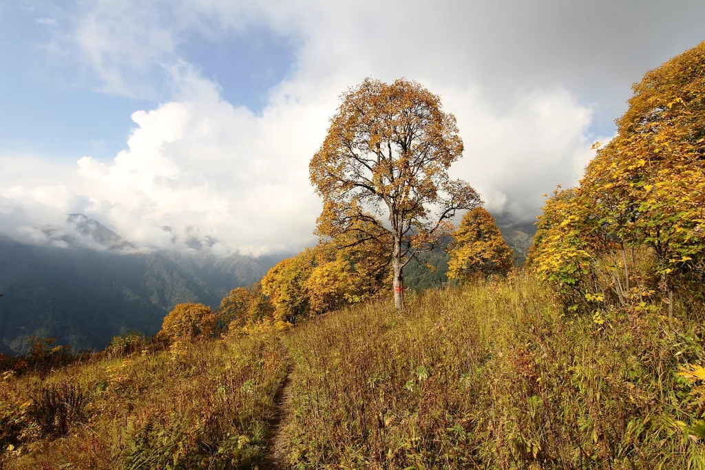 Golden autumn foliage lights up a lone tree in Lagodekhi's mountain forest.