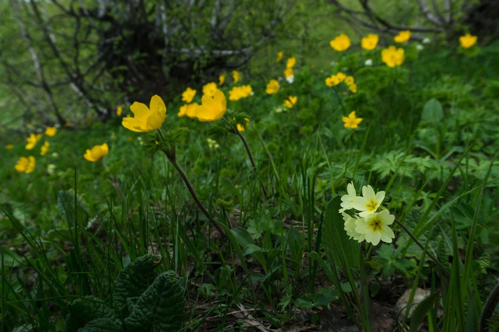 Alpine wildflowers bloom on Mount Zuruldi near Mestia as Svaneti trails open in June.