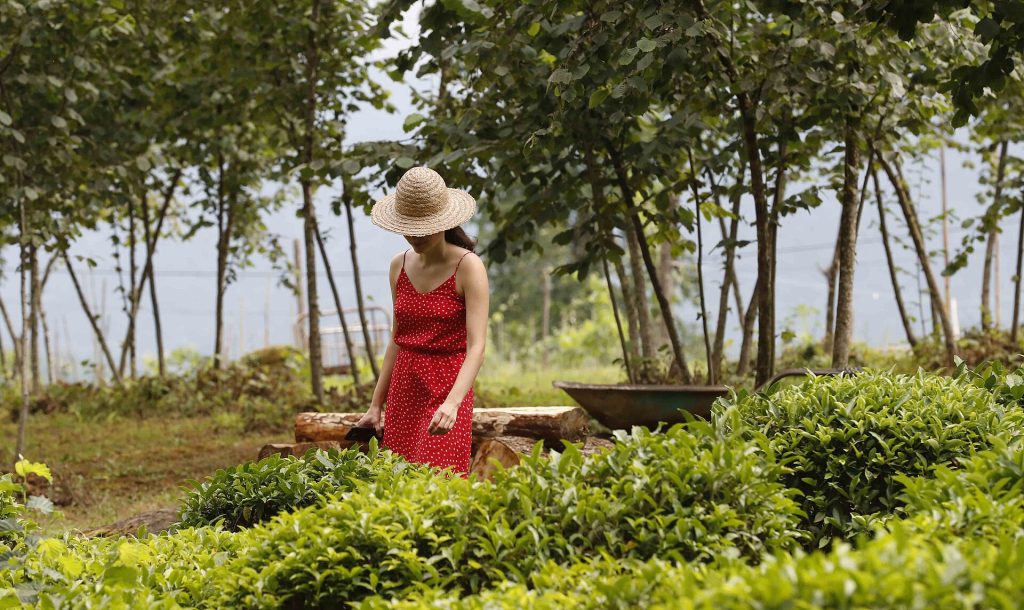 A woman tends a tea plantation in Tsitelmta village, Guria, source of the festival's tea.
