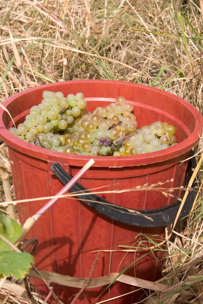 A bucket of freshly harvested green grapes from a Kakheti vineyard.