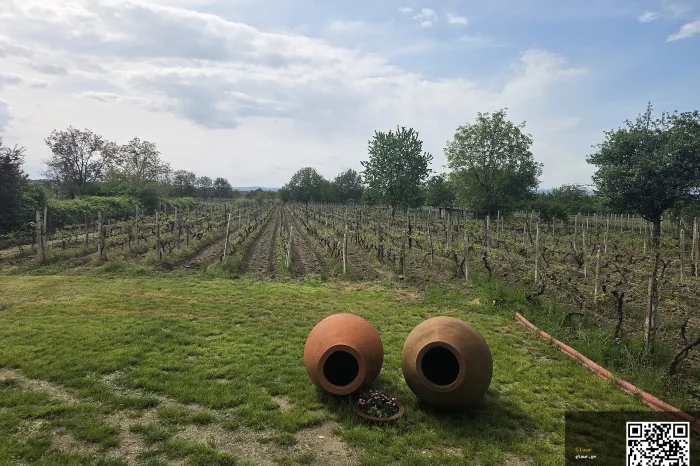 Kakheti Farm-to-Table Day — Bread, Cheese, Mtsvadi and a Cellar