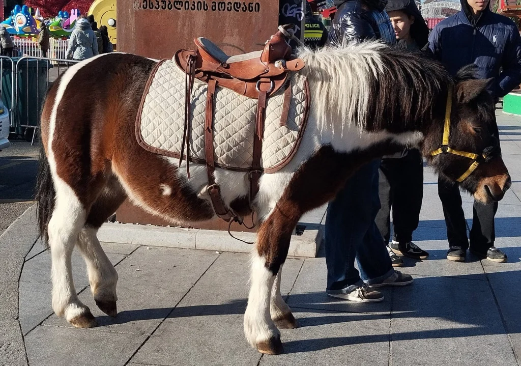 A pony ride entertains visitors at Tbilisi's New Year Village festival.