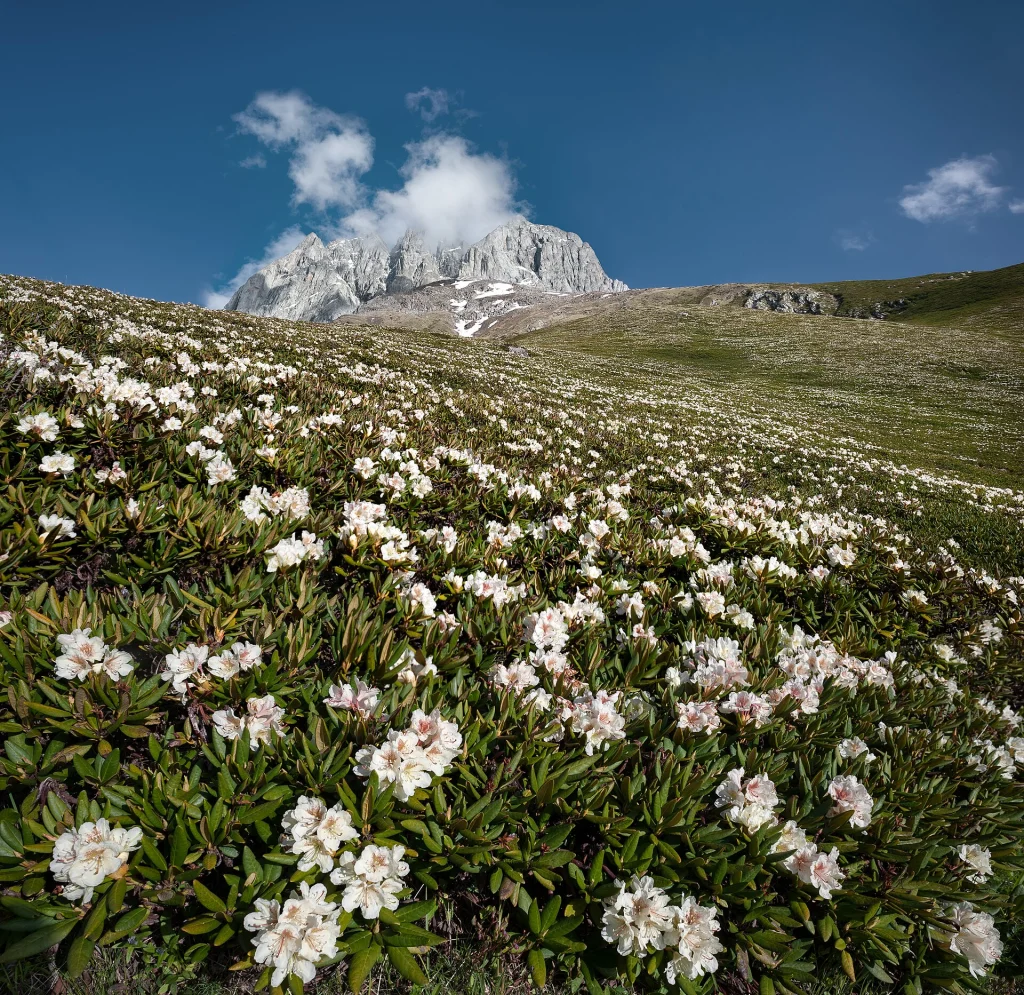Rhododendron bushes blooming on the alpine slope of Chaukhi mountain, Caucasus.