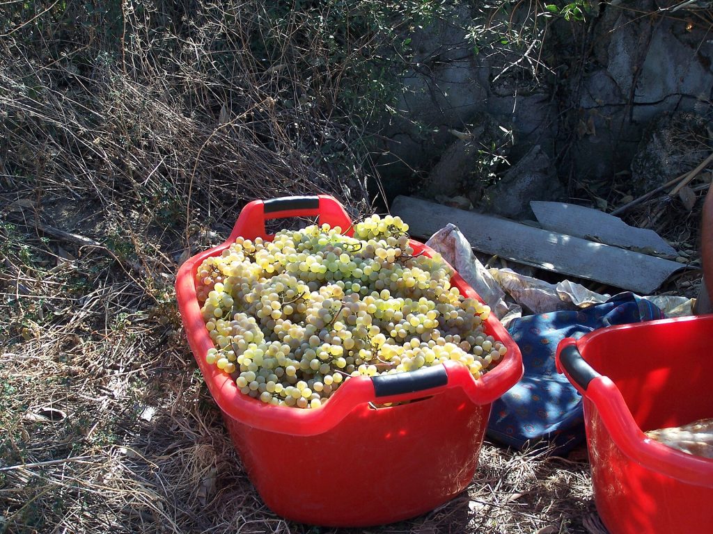 Buckets brimming with freshly harvested white grapes ready for pressing during rtveli.