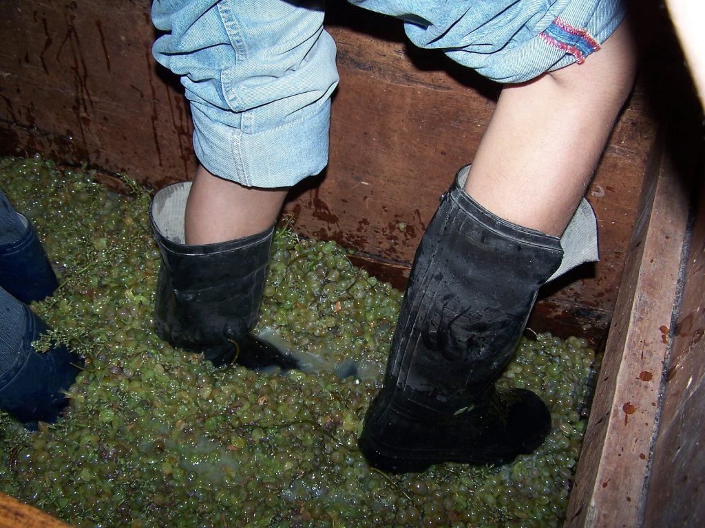 Feet treading freshly picked grapes in a wooden vat, a traditional rtveli pressing method.