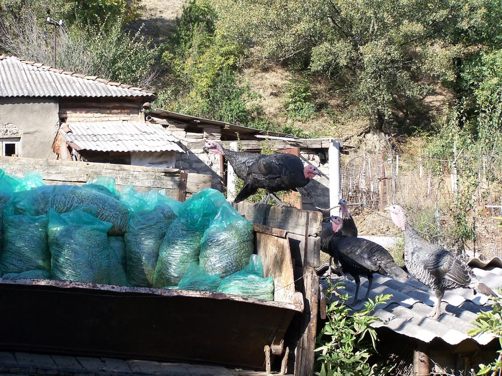 Farm turkeys beside bags of harvested grapes at a Kakheti vineyard during Rtveli.
