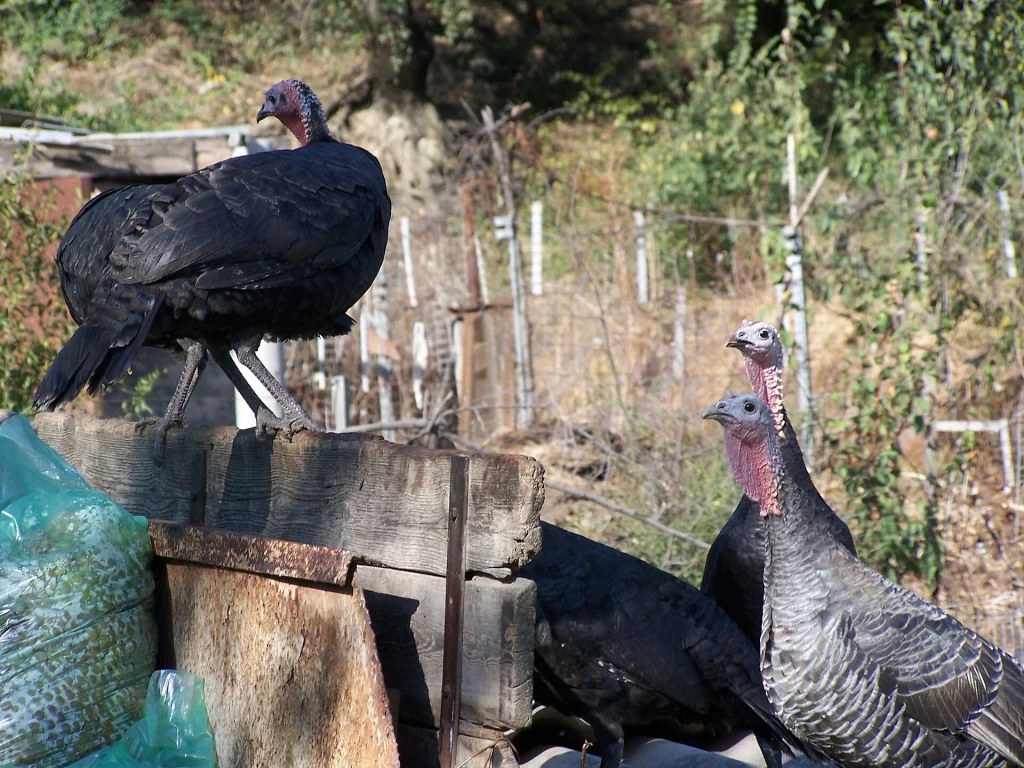 Turkeys gather near harvest baskets on a traditional wine estate in Kakheti.