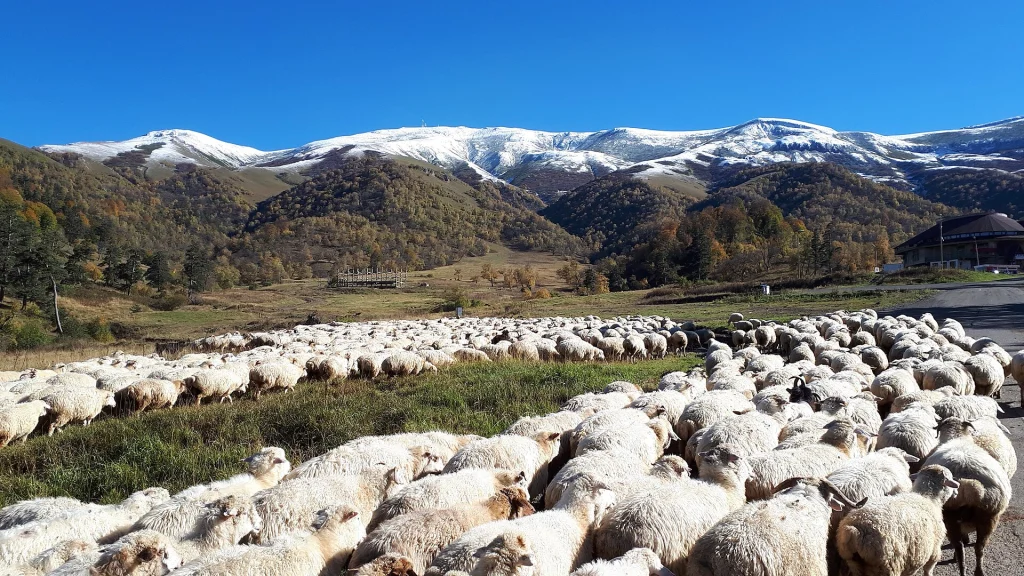 A flock of sheep grazing before snow-capped peaks near Bakuriani, typical of Georgia's mountain landscape.