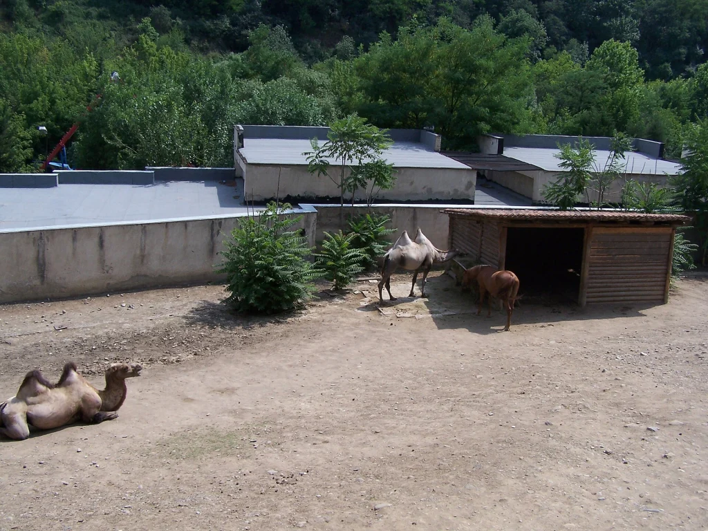 Camels and other animals at Tbilisi Zoo, a popular stop for kids.