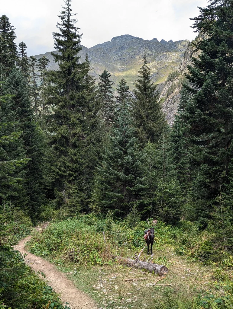 A saddle horse stands on the Svaneti forest trail, evoking the horse river crossing on this trek.