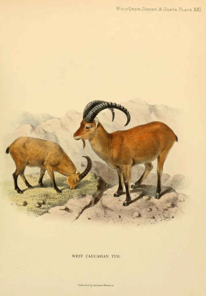 Illustration of the West Caucasian tur, the endemic wild goat of Georgia's high ridges.