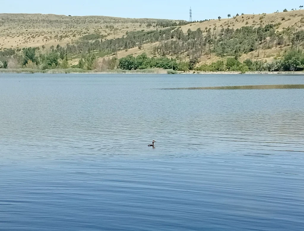 Lisi Lake near Tbilisi offers calm water for swimming, with hills framing the shore.